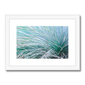 GRASS WHISKERS - Framed Print
