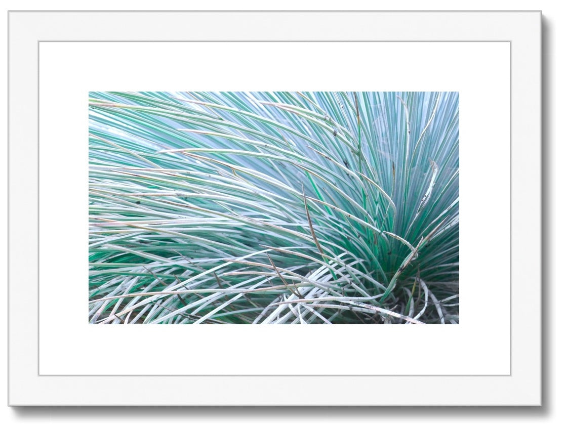 GRASS WHISKERS - Framed Print