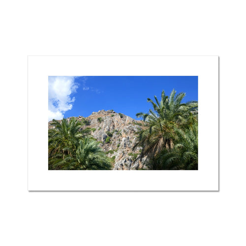CRETE PALM