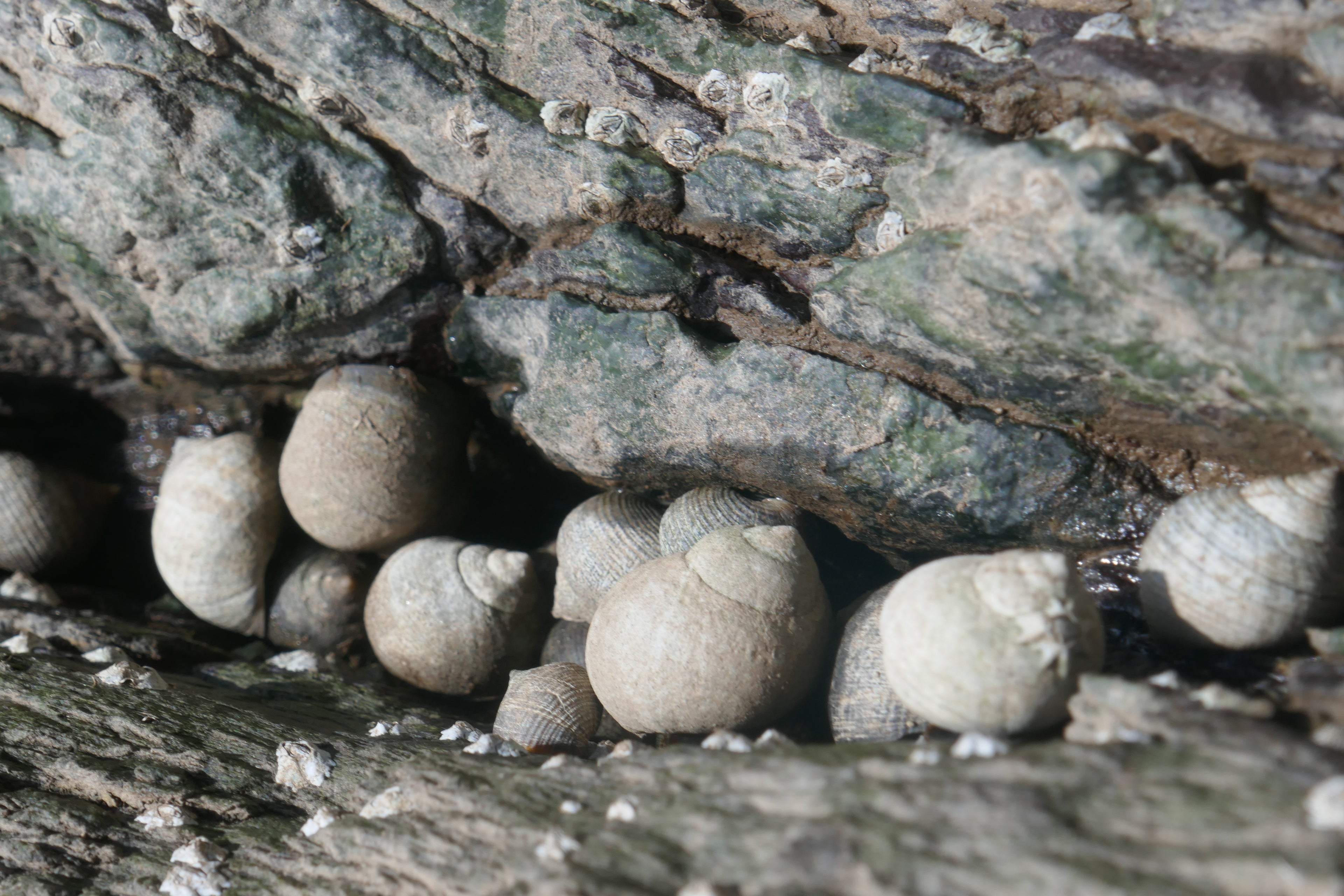 ROCKPOOL