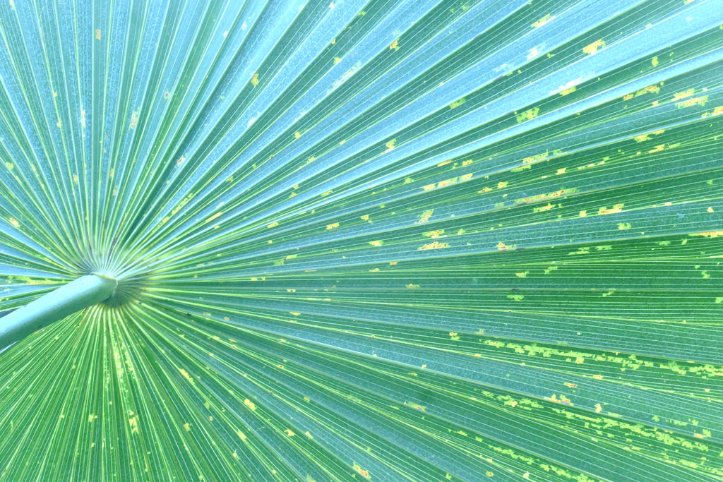 LIME PLEATS