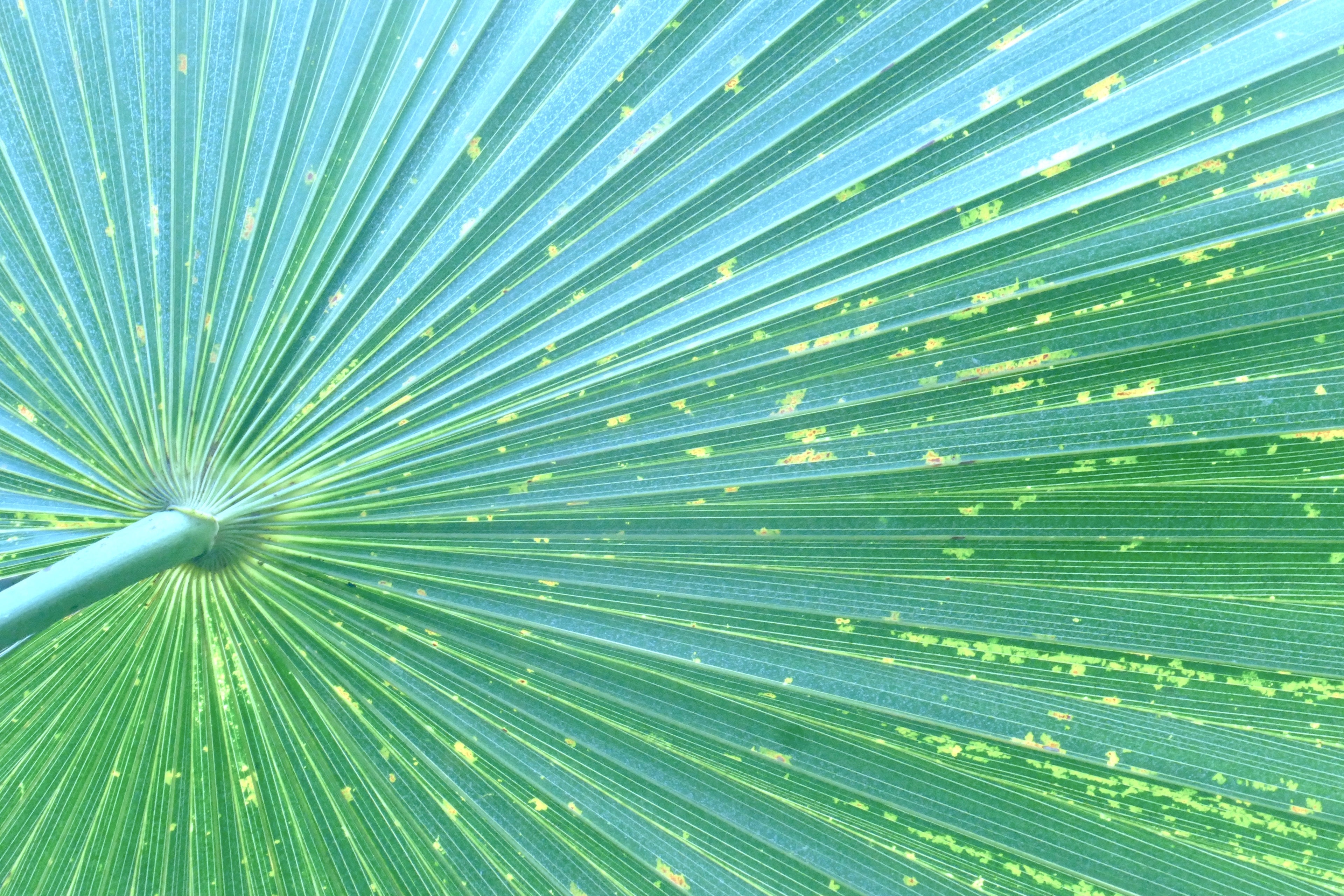 LIME PLEATS