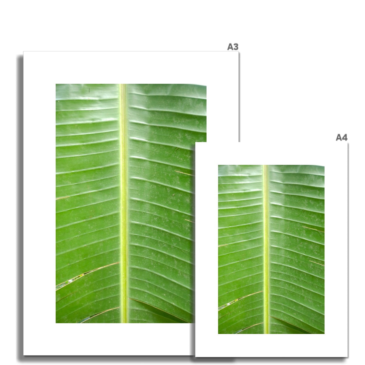 Fine Art Print