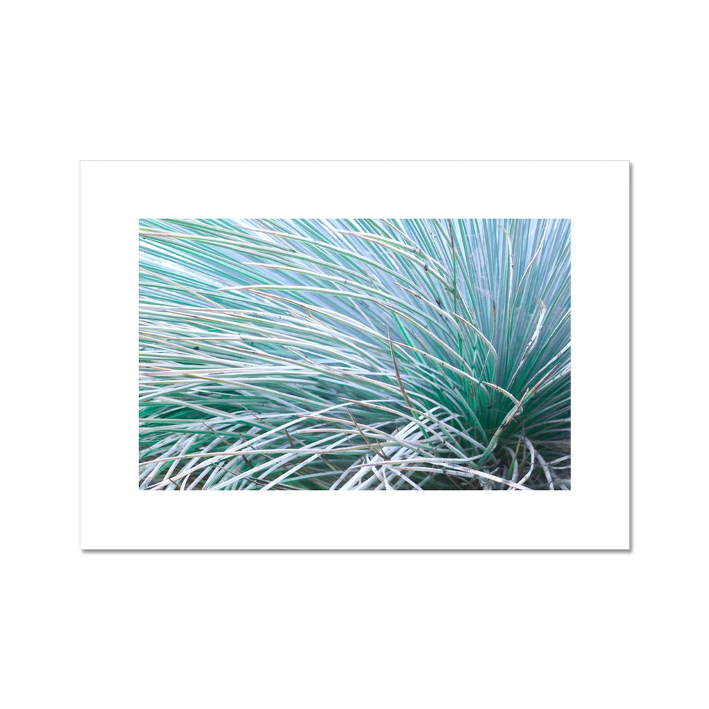 GRASS WHISKERS