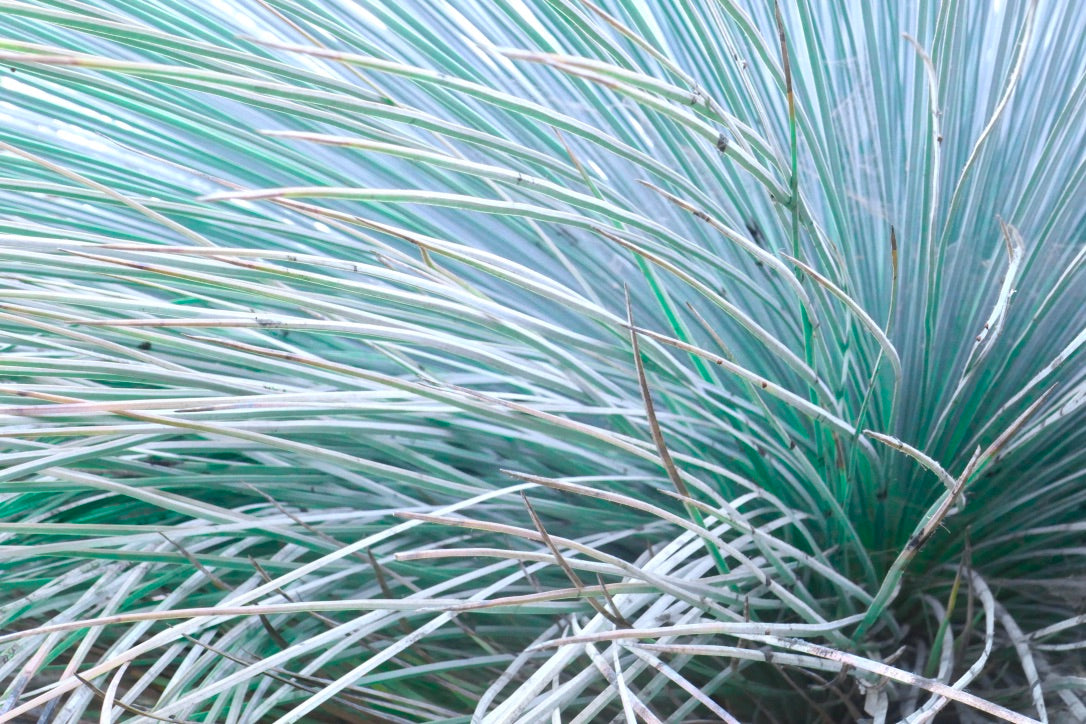 GRASS WHISKERS